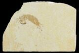 Fossil Mantis Shrimp (Pseudosculda) - Lebanon #123994-1